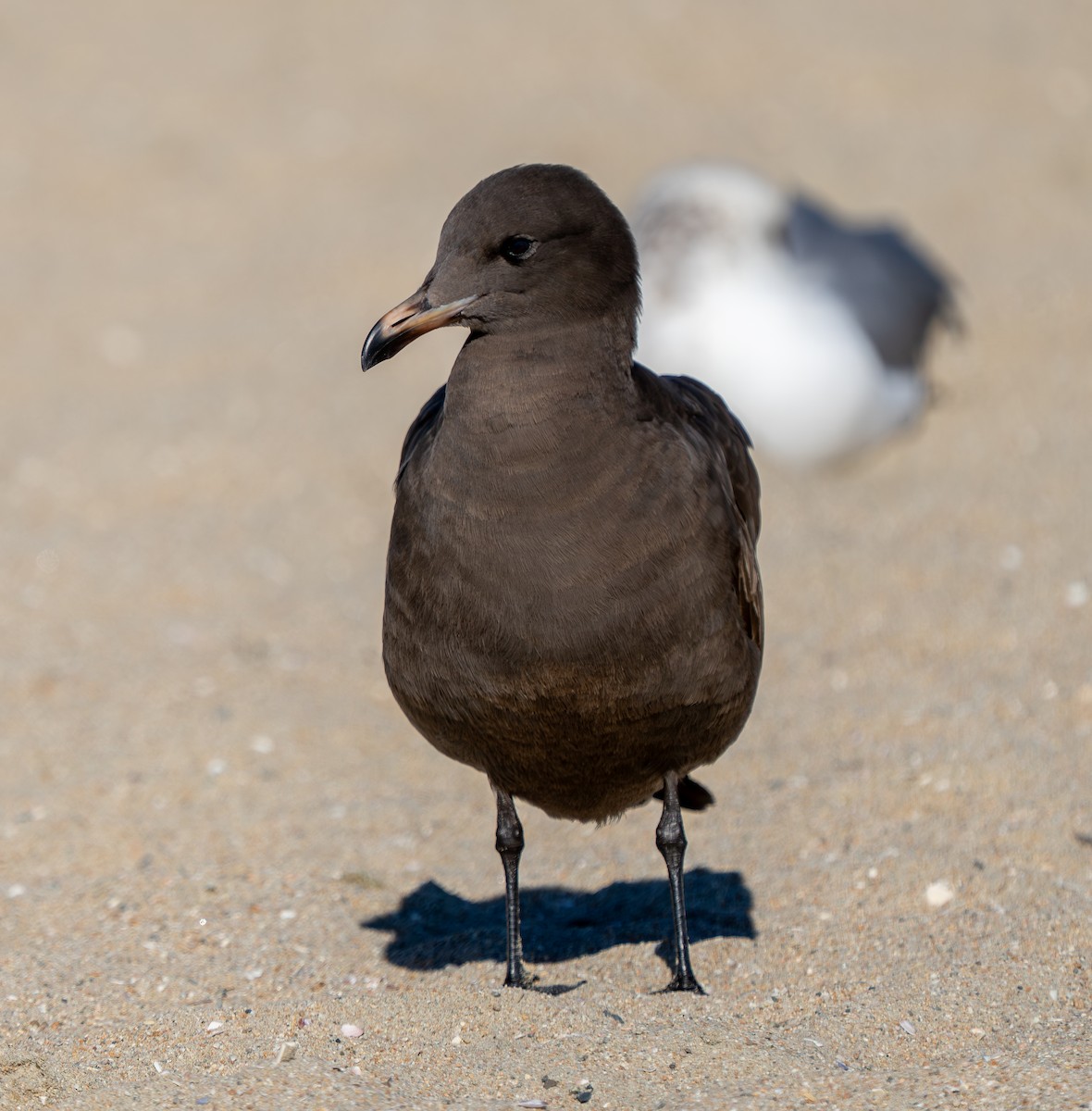 Heermann's Gull - ML646937292