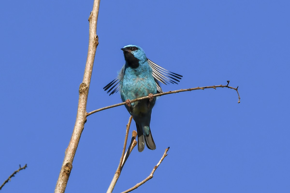 Blue Dacnis - ML646937293