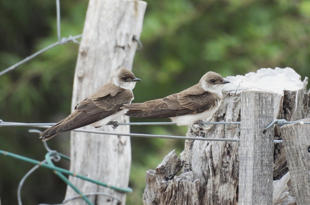 Brown-chested Martin - ML646937294