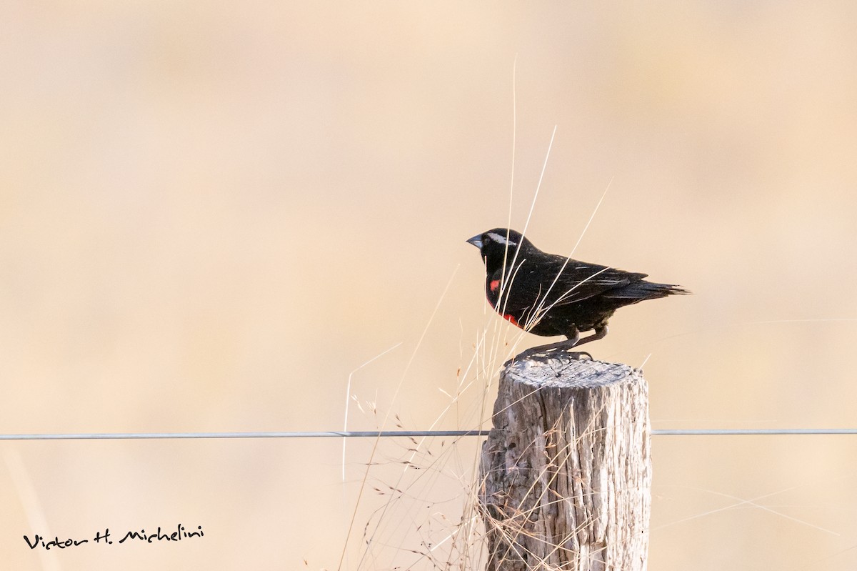White-browed Meadowlark - ML646937295