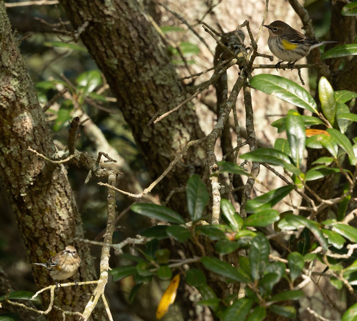 Yellow-rumped Warbler (Myrtle) - ML646937296
