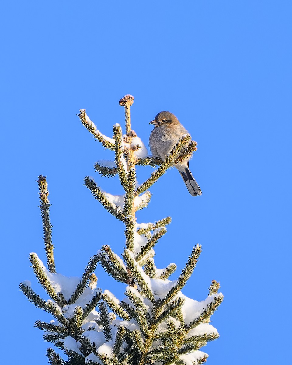 ťuhýk severní - ML646937297