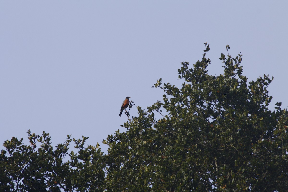 American Robin - ML646937298