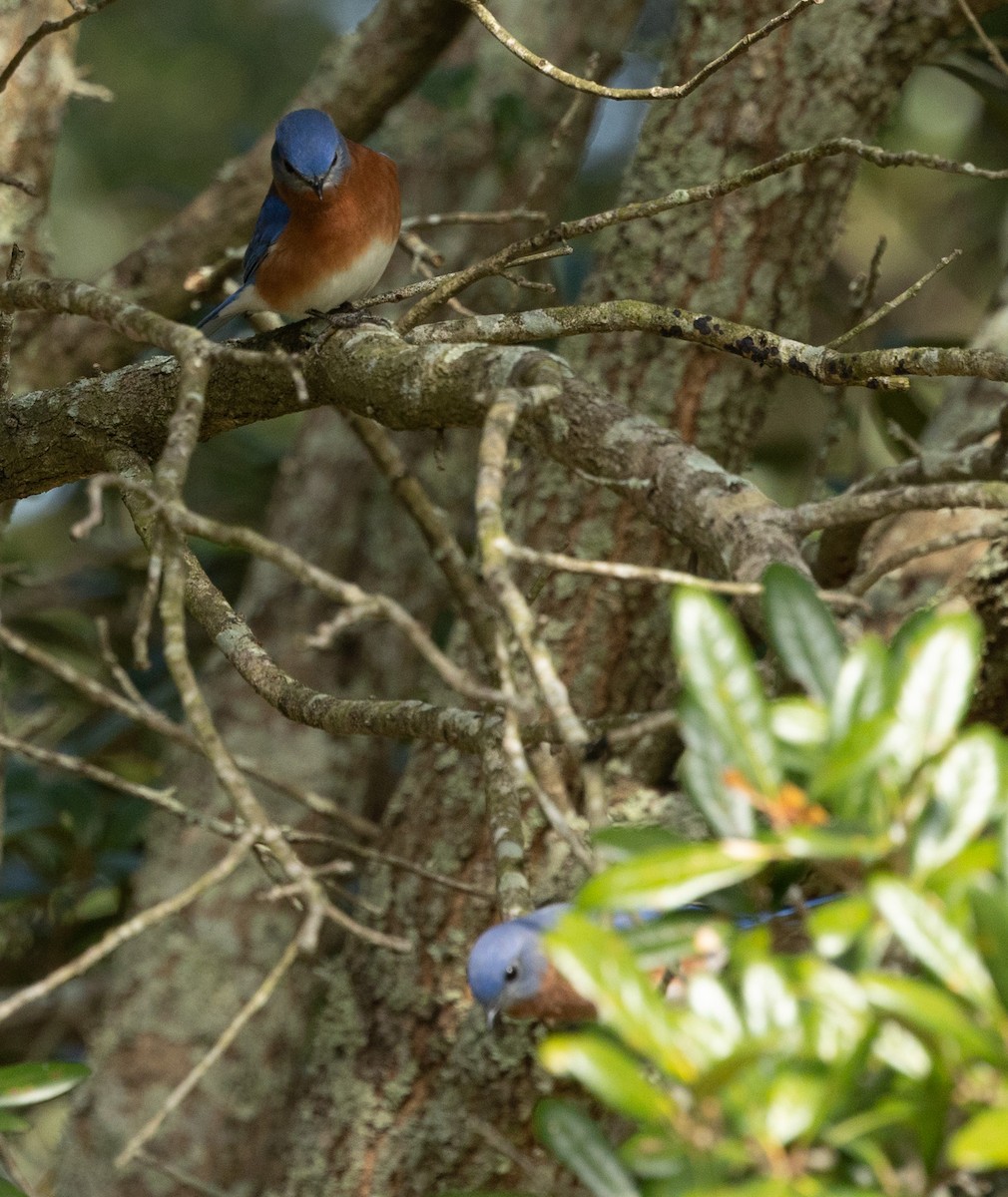 Eastern Bluebird - ML646937301