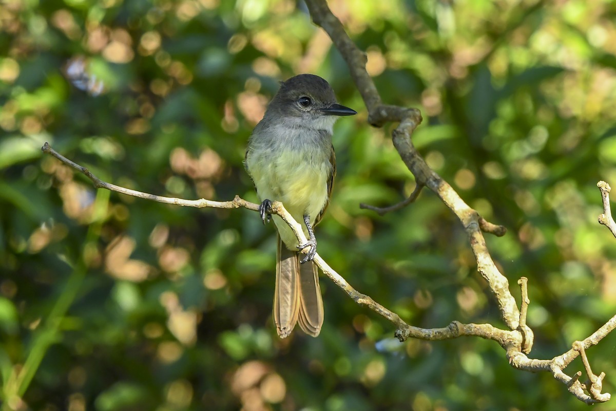 Tyran de Wied - ML646937302