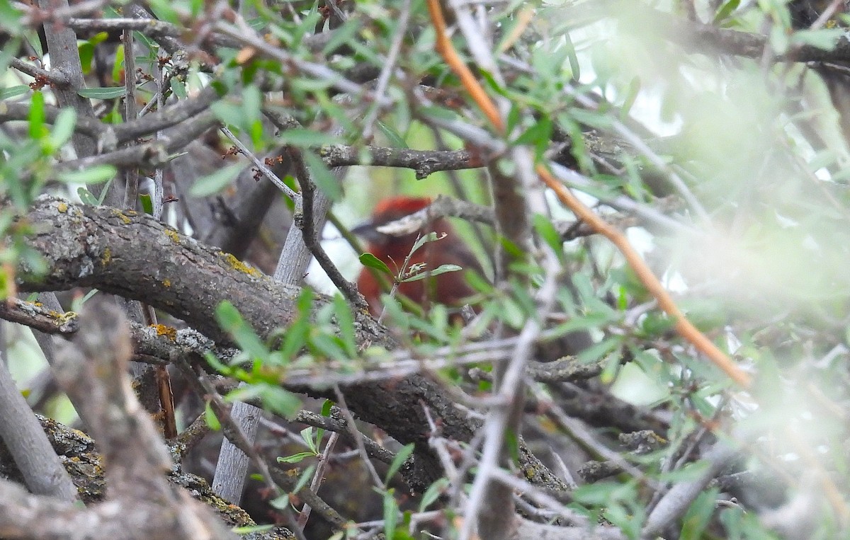 Red-crested Finch - ML646937305