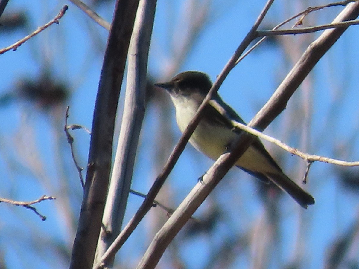 Eastern Phoebe - ML646937308
