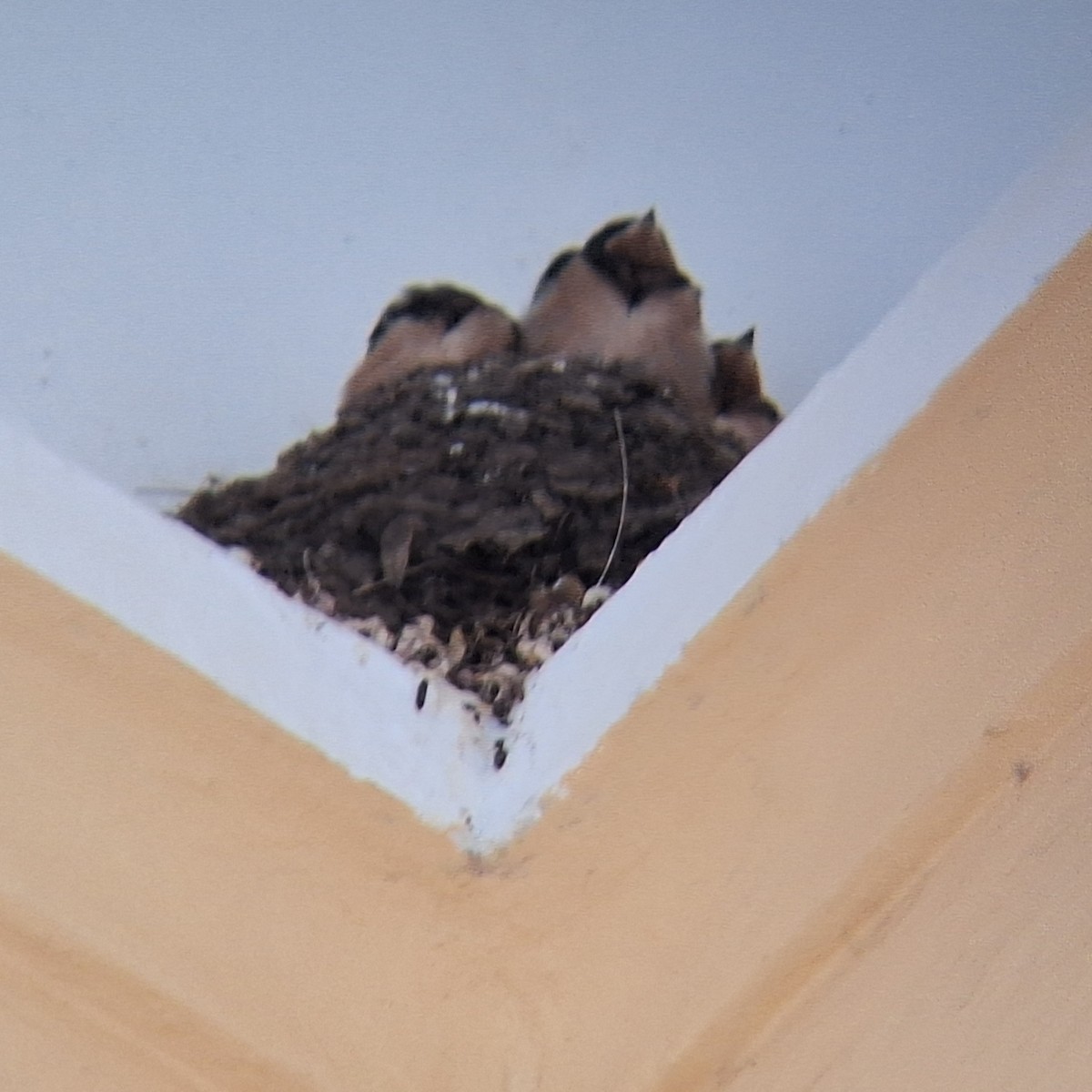 Ластівка сільська - ML646937309