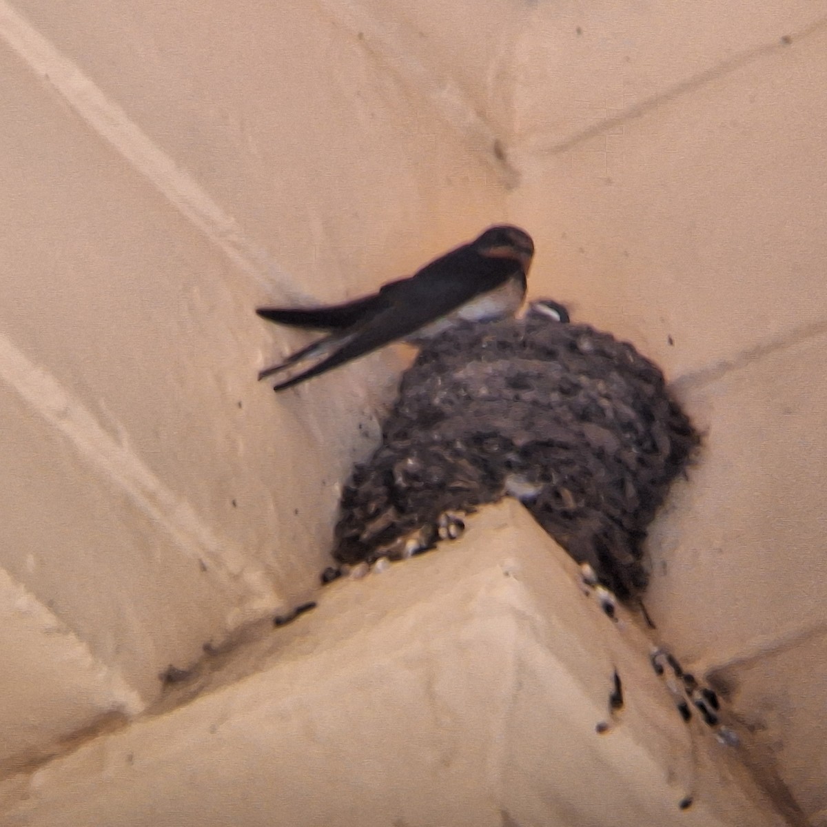 Ластівка сільська - ML646937310