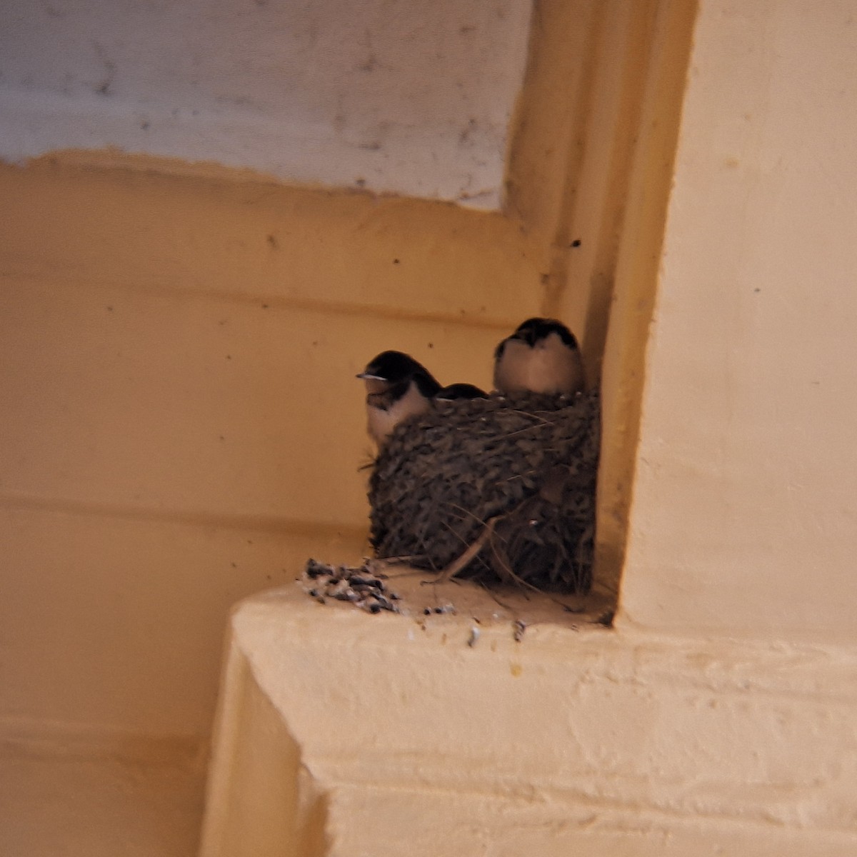 Ластівка сільська - ML646937311