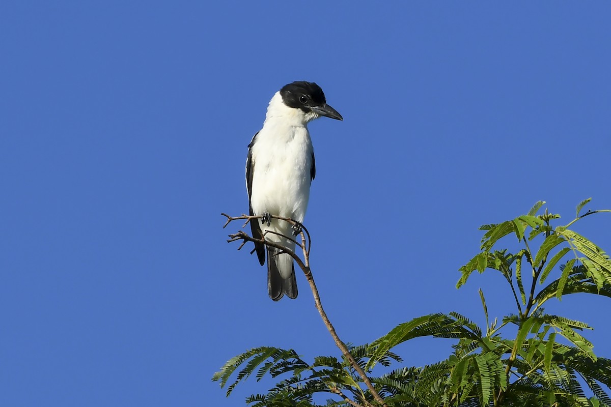 Tityre à tête noire - ML646937313