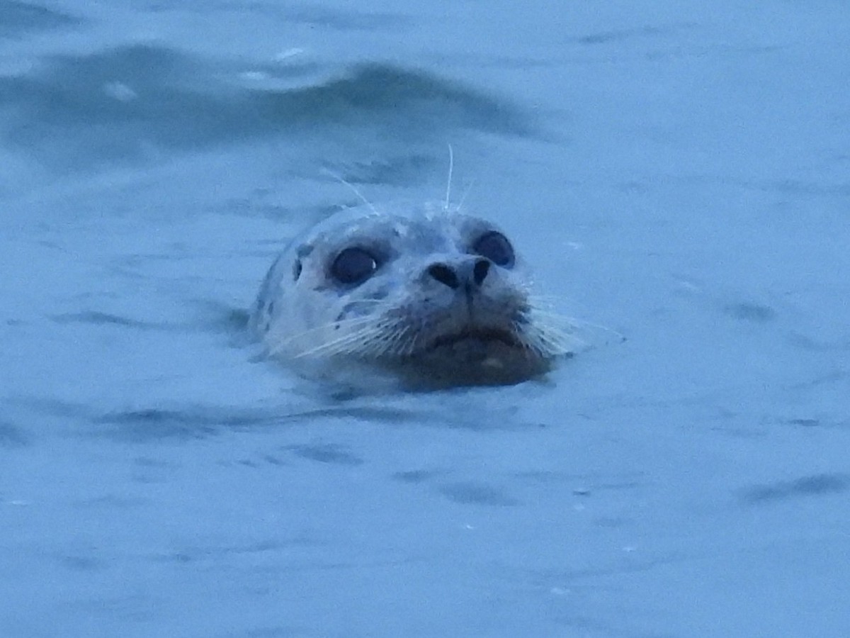 Pacific Harbor Seal - ML646937320