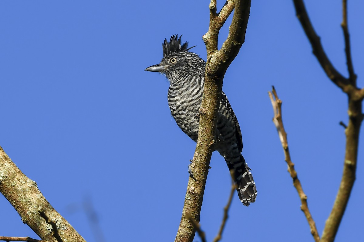 Bindenameisenwürger [doliatus-Gruppe] - ML646937326