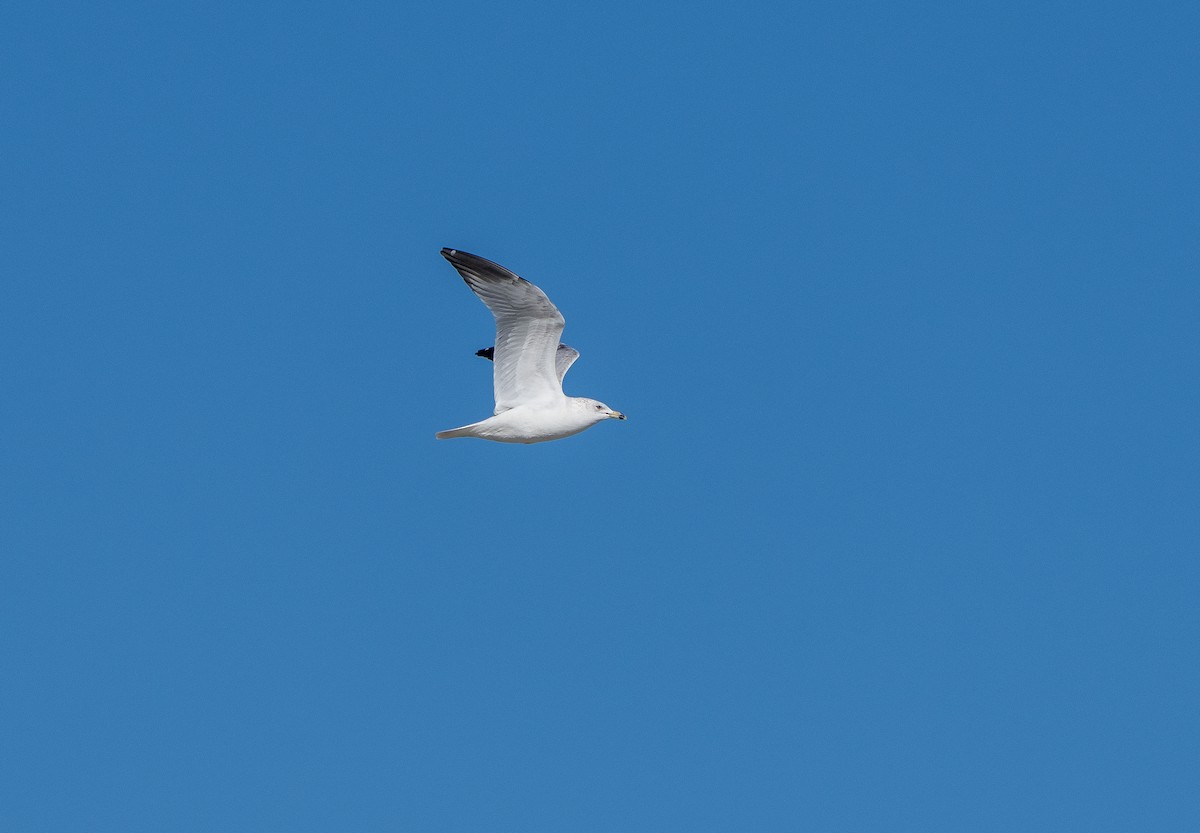 Ring-billed Gull - ML646937328