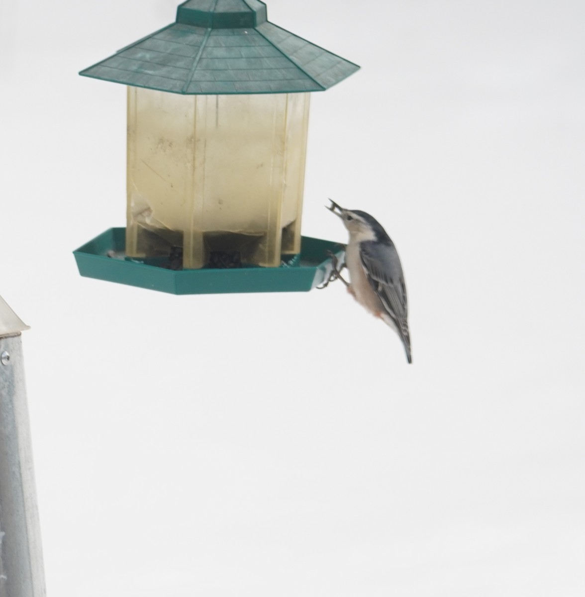 White-breasted Nuthatch - ML646937329