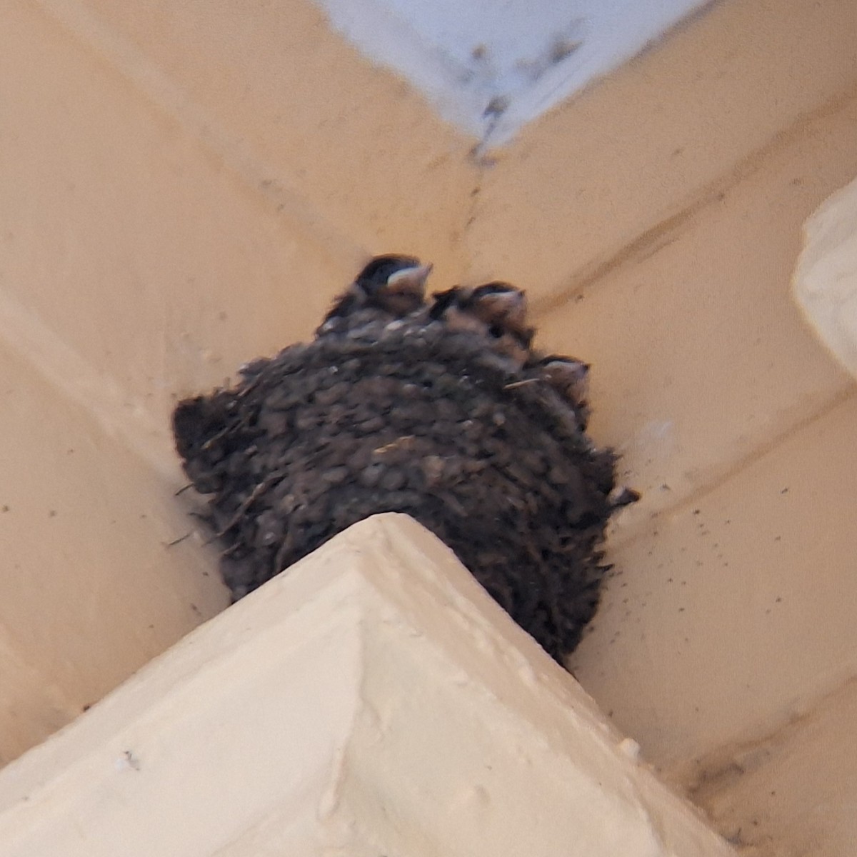 Ластівка сільська - ML646937330