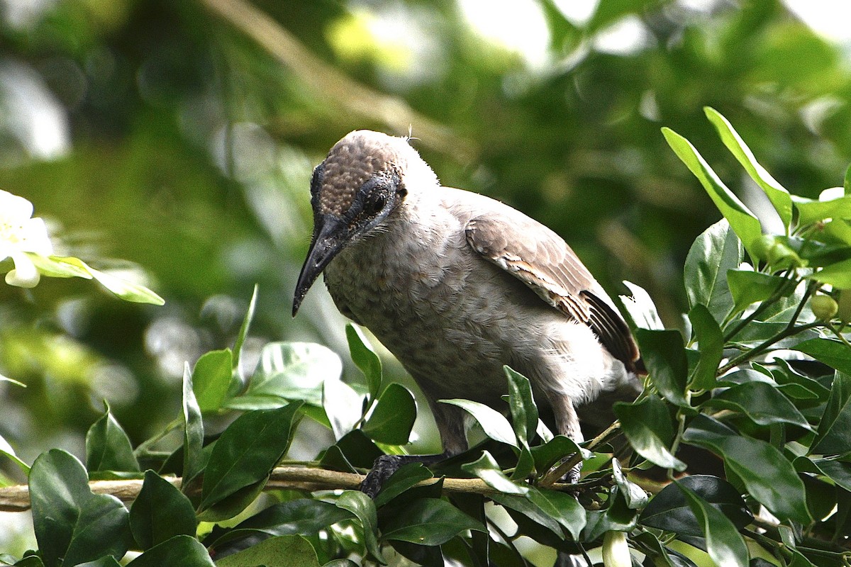 Little Friarbird - ML646937333