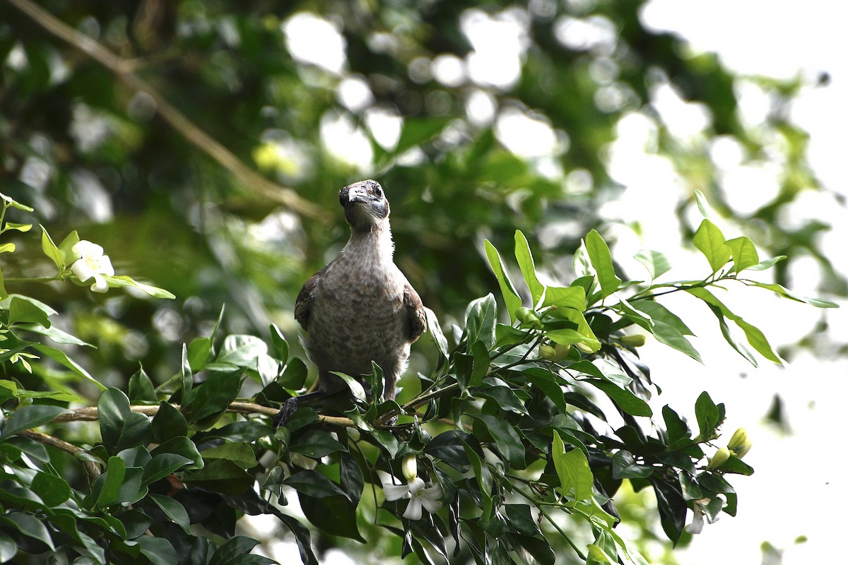 Little Friarbird - ML646937334