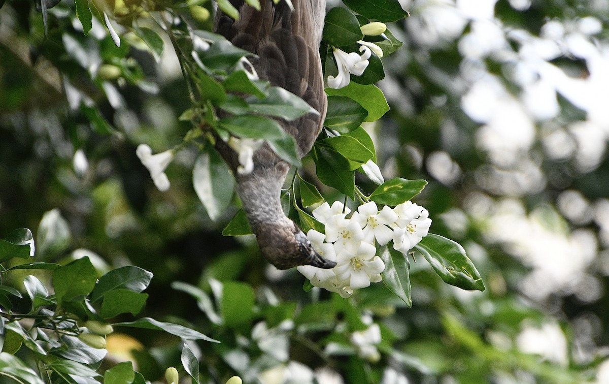 Little Friarbird - ML646937335