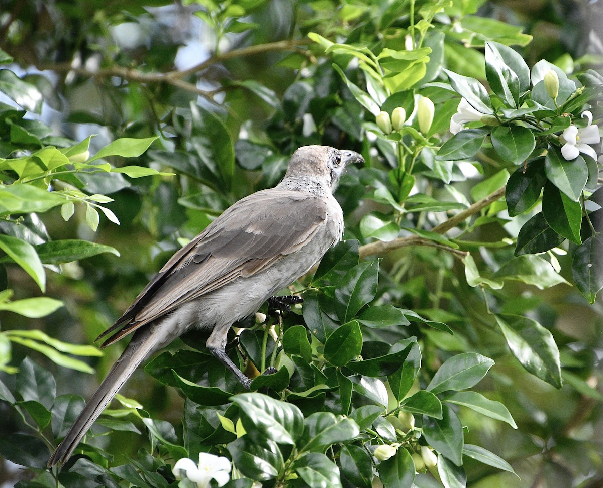 Little Friarbird - ML646937336
