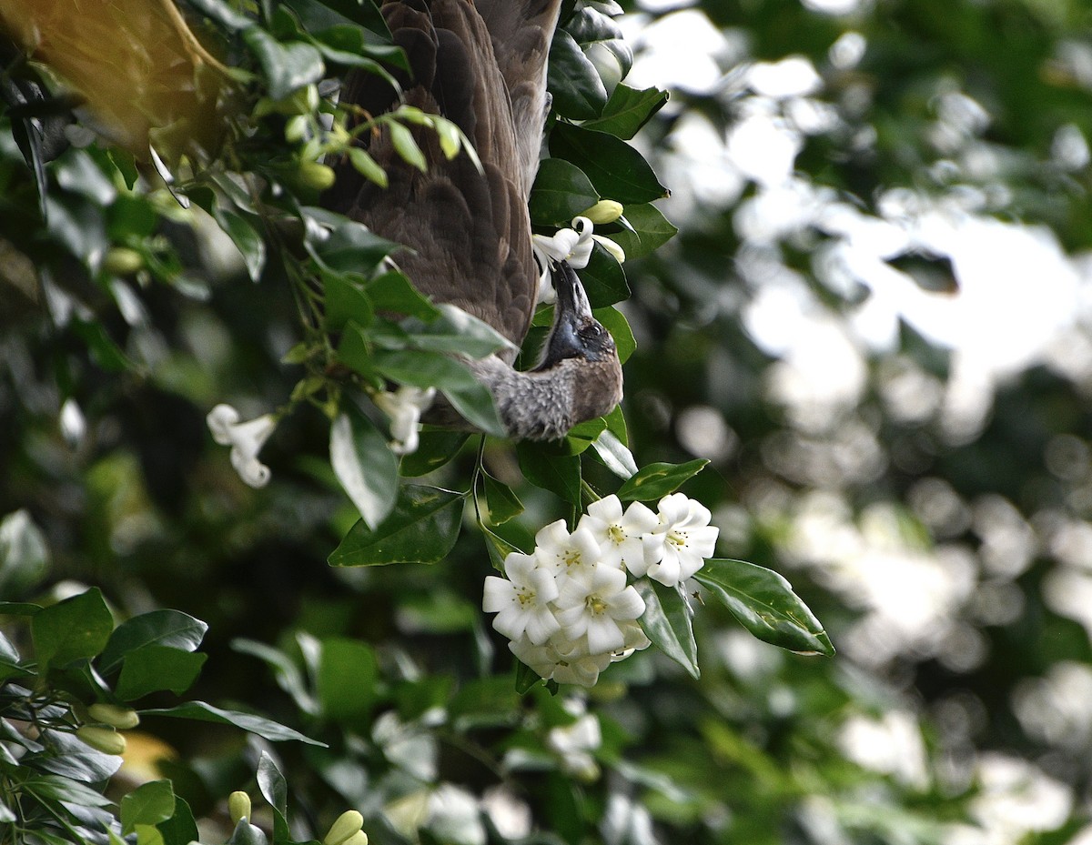 Little Friarbird - ML646937337