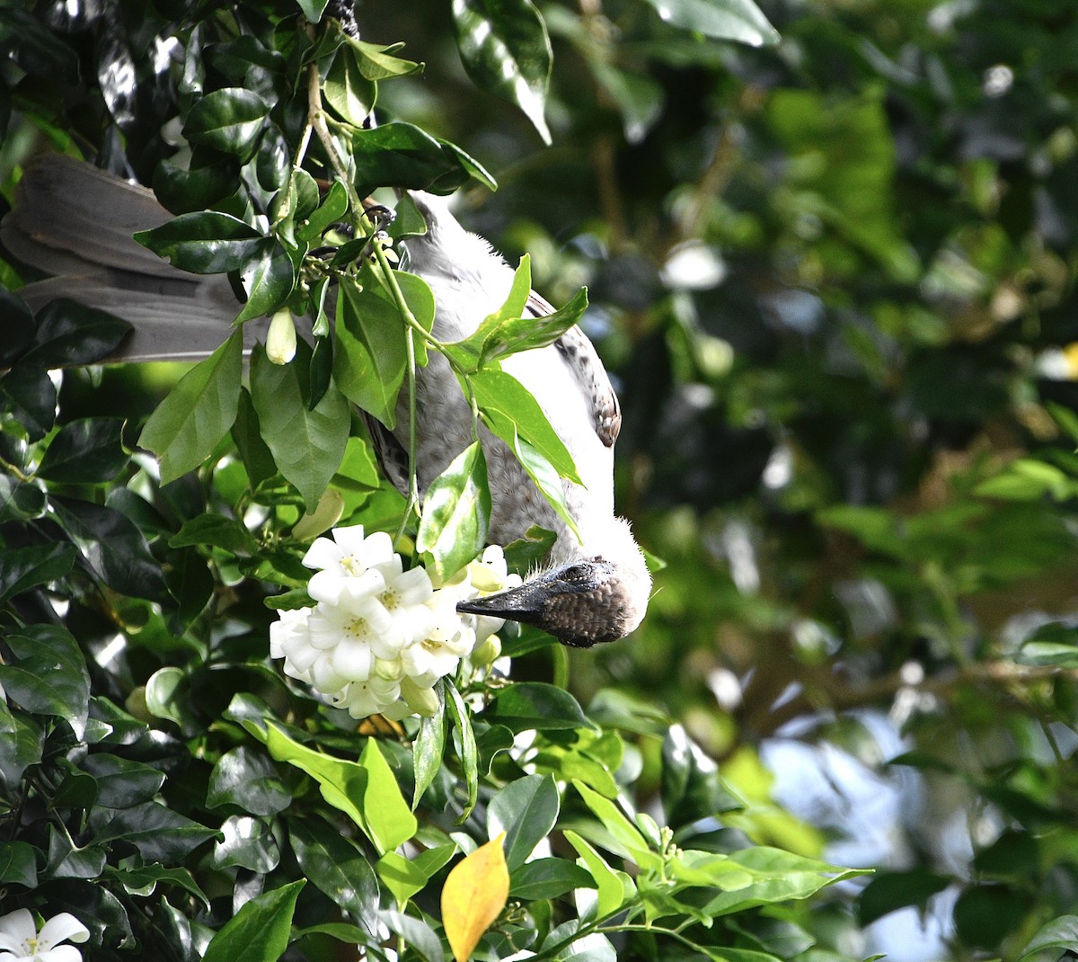 Little Friarbird - ML646937338