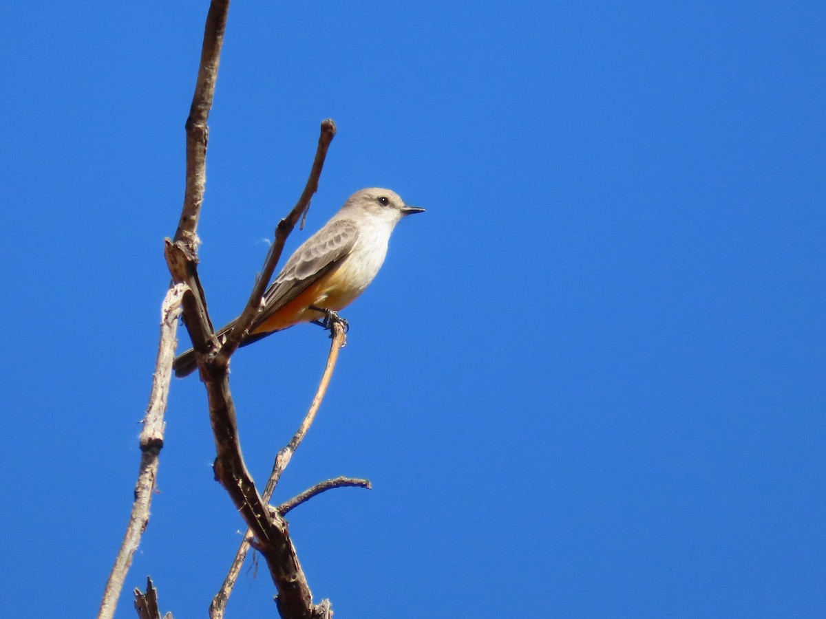Vermilion Flycatcher - ML646937342