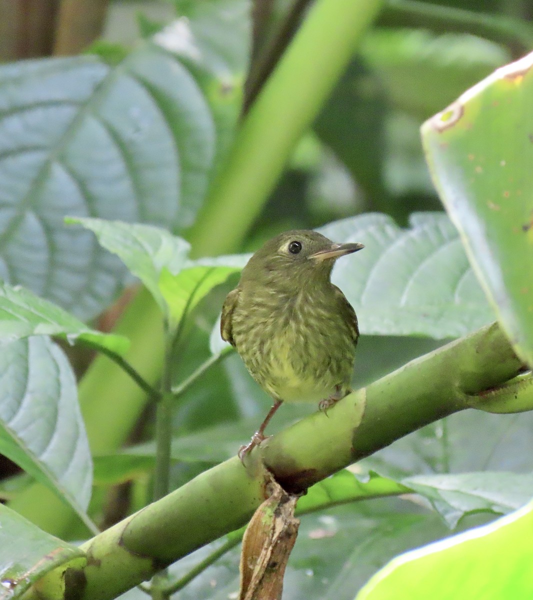 Olive-striped Flycatcher - ML646937344