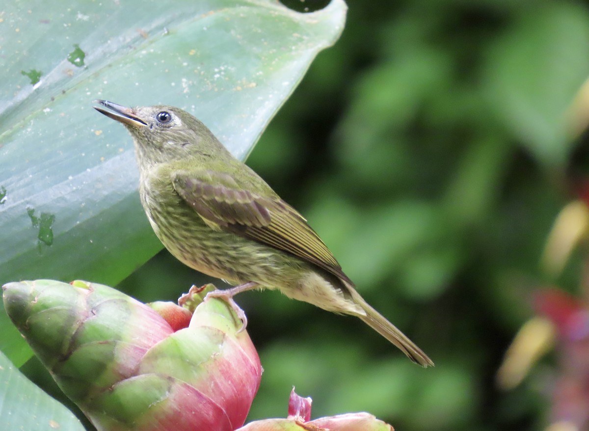Olive-striped Flycatcher - ML646937345