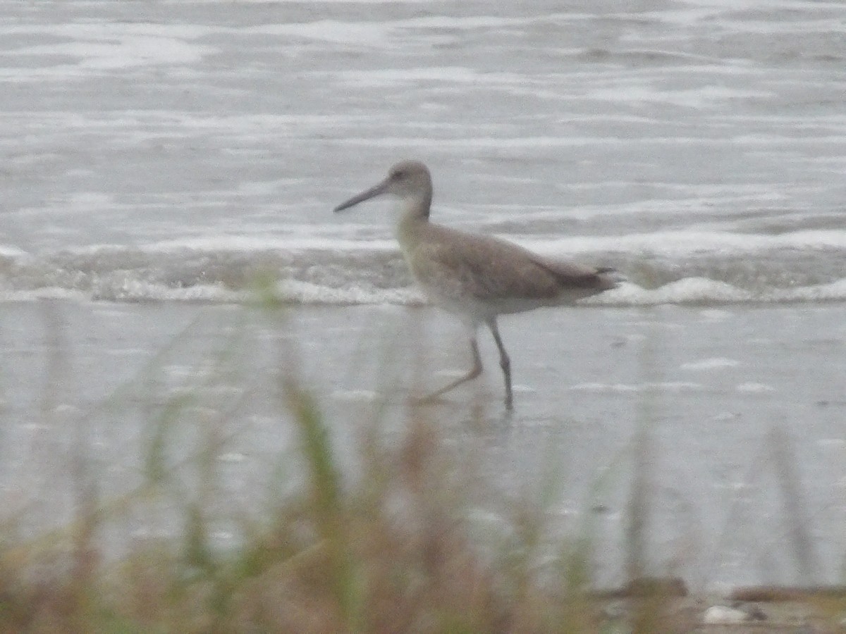 Willet - ML646937346