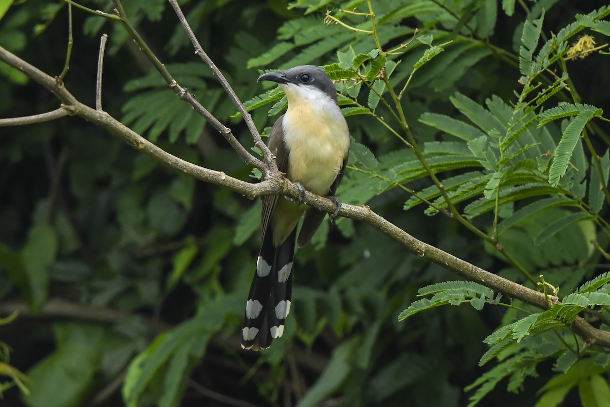 Coulicou de Vieillot - ML646937347