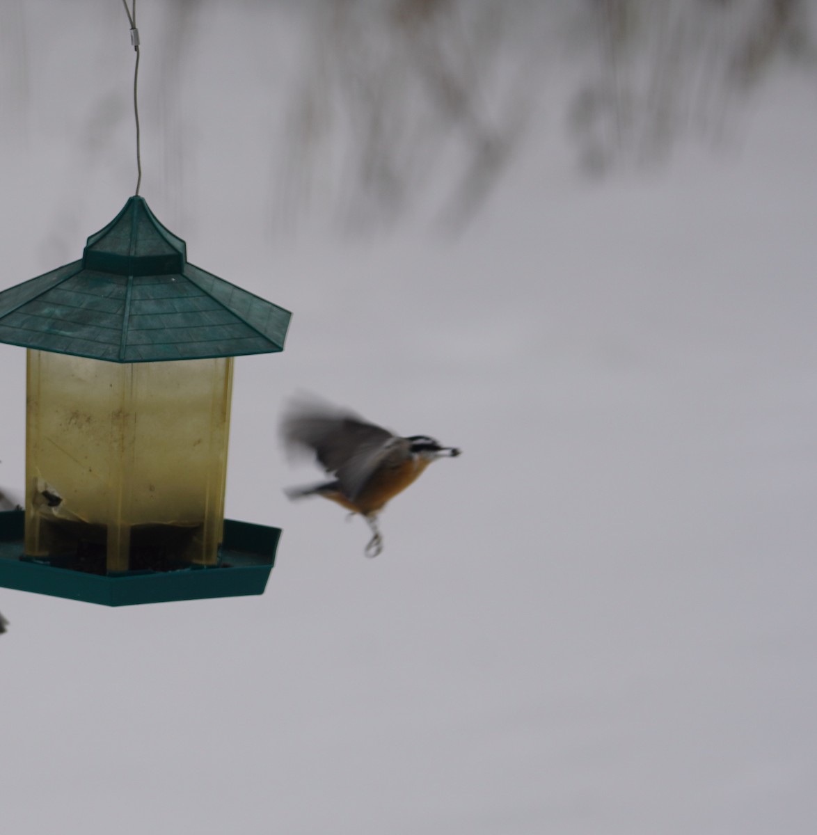 Red-breasted Nuthatch - ML646937348