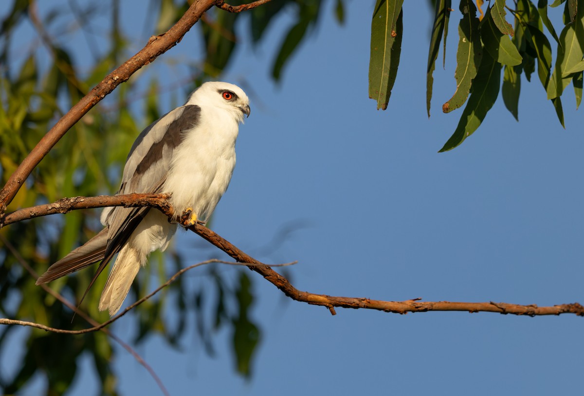Élanion d'Australie - ML646937357