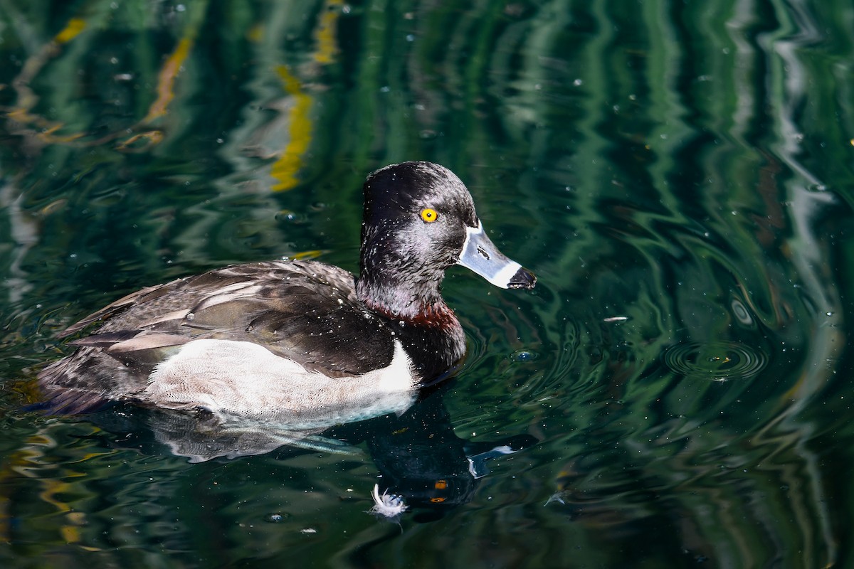 Ring-necked Duck - ML646937358