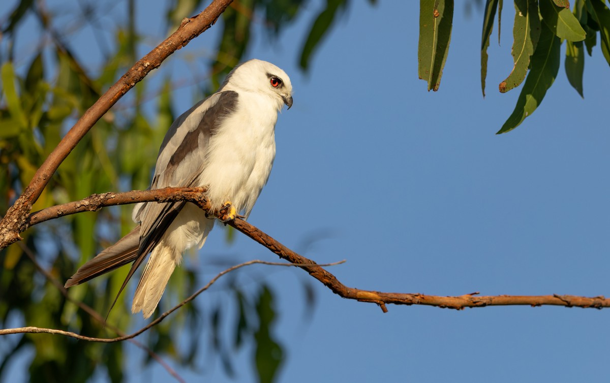 Élanion d'Australie - ML646937359