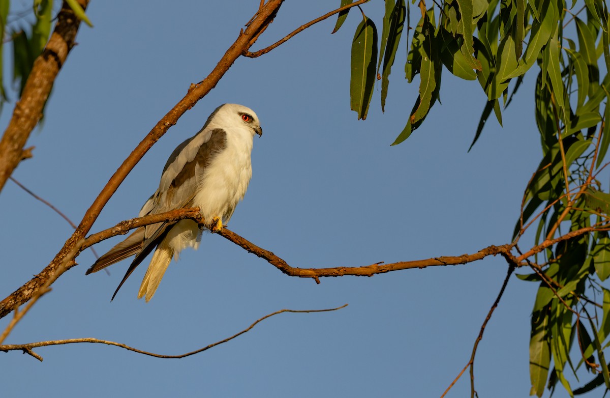 Élanion d'Australie - ML646937360
