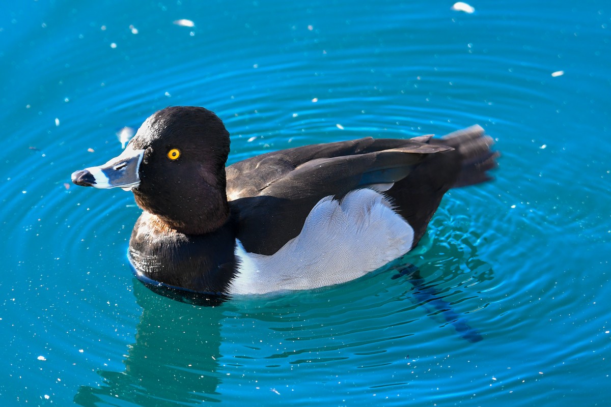 Ring-necked Duck - ML646937361
