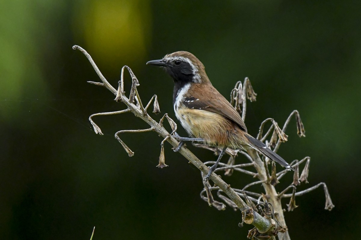 Rusty-backed Antwren - ML646937362