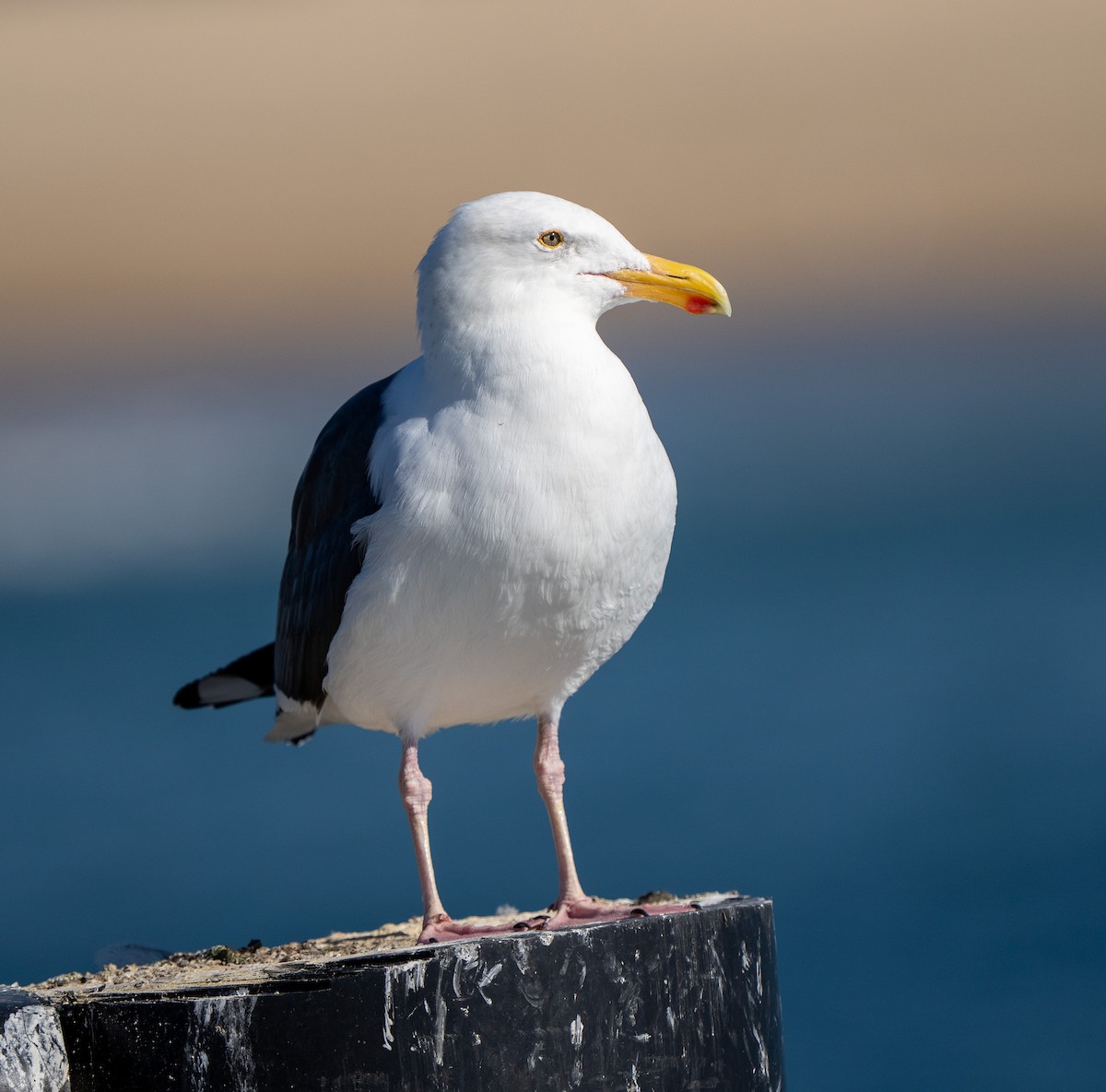 アメリカオオセグロカモメ - ML646937364