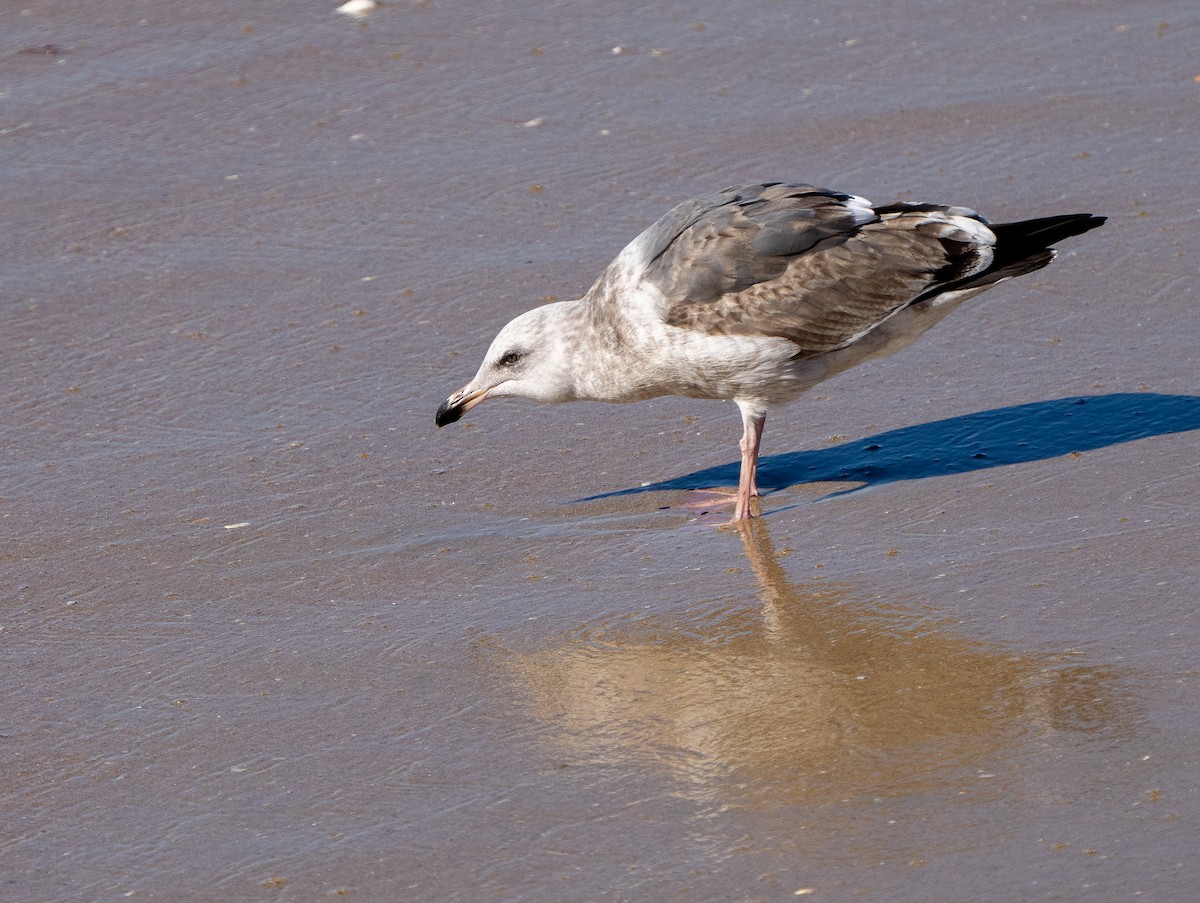 アメリカオオセグロカモメ - ML646937365