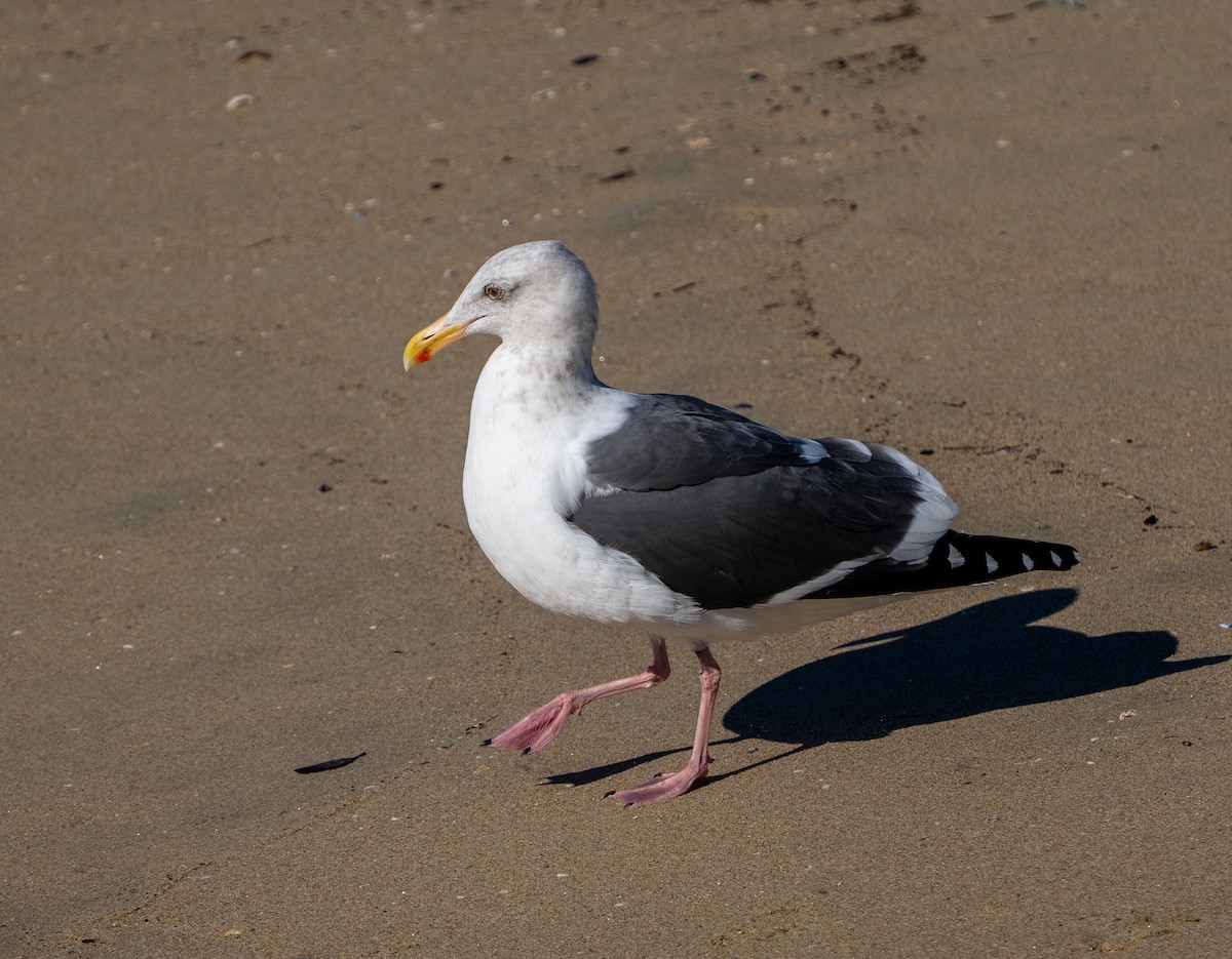 アメリカオオセグロカモメ - ML646937366