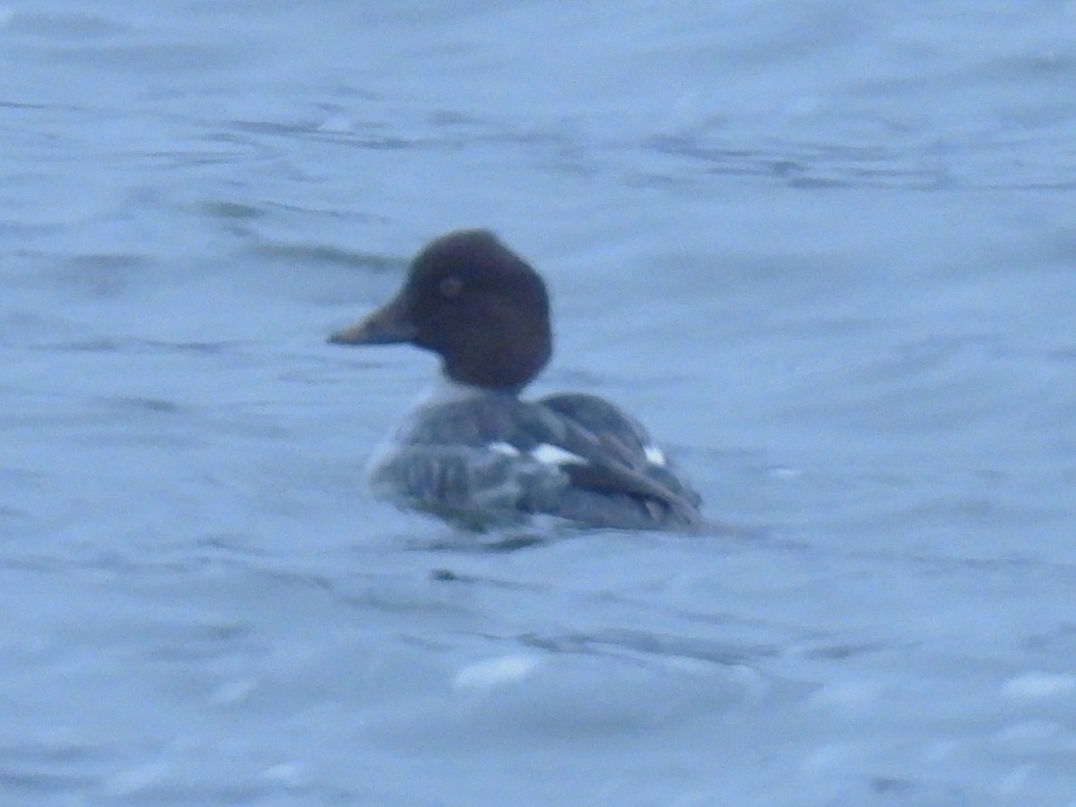 Гоголь зеленоголовий - ML646937367