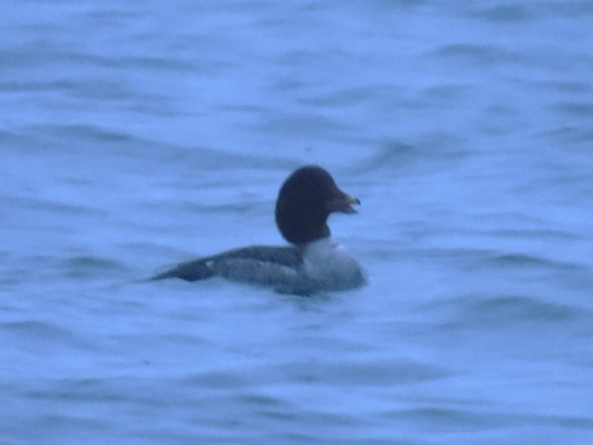 Гоголь ісландський - ML646937368