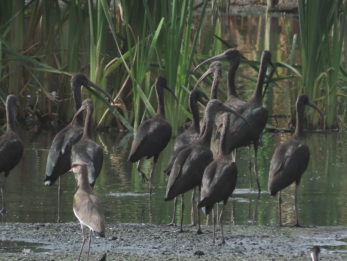Glossy Ibis - ML646937373