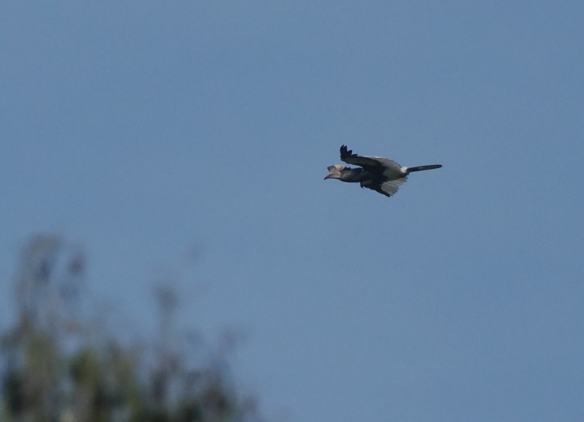 Black-and-white-casqued Hornbill - ML646937374