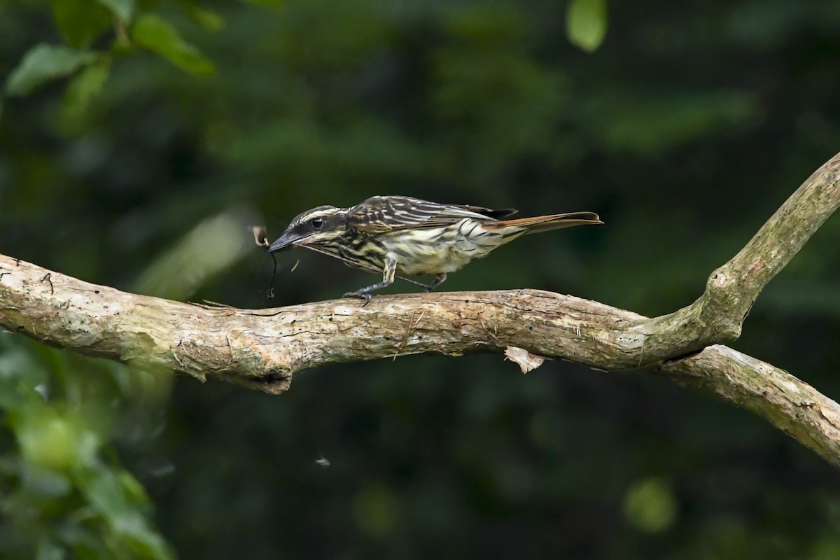 Tyran audacieux - ML646937375