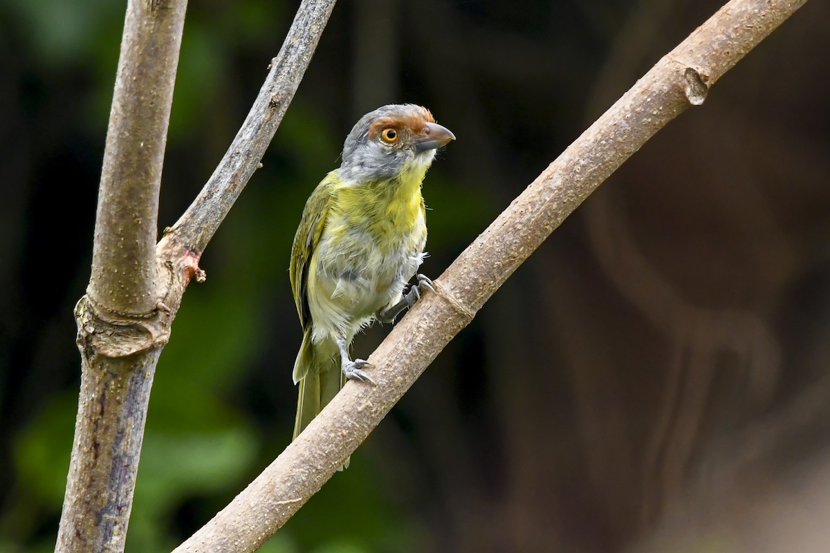 Віреон рудобровий - ML646937377