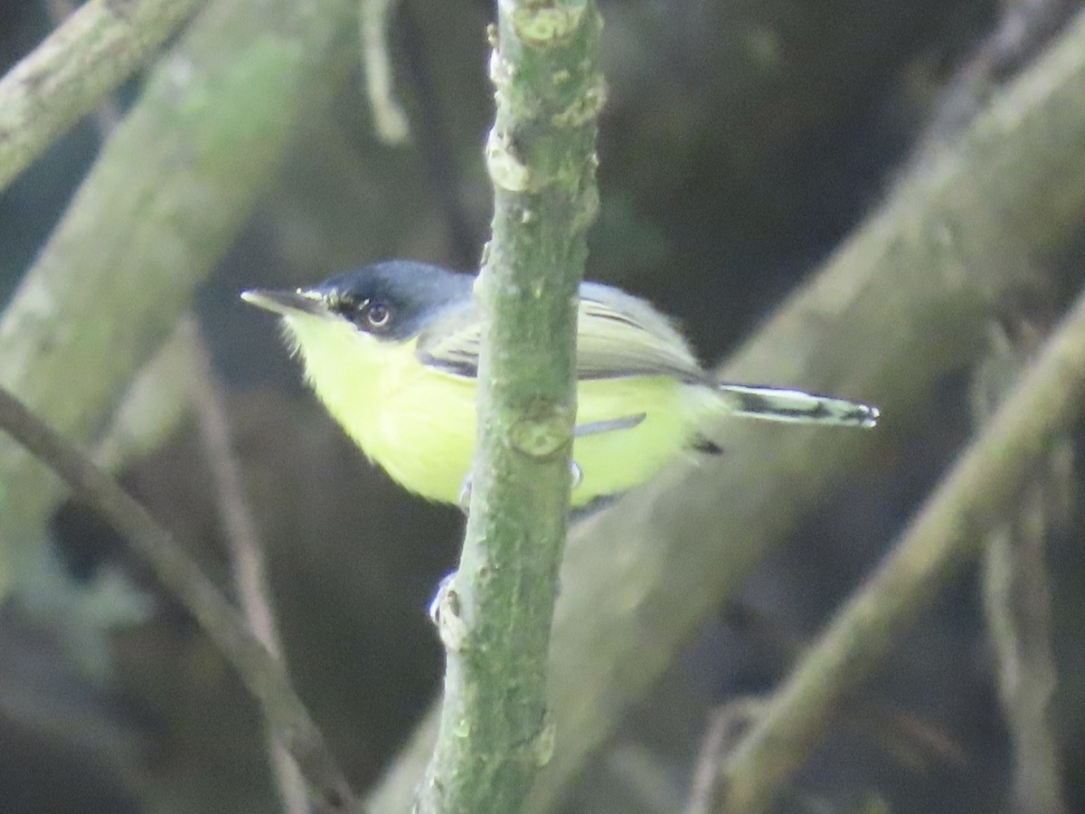 Common Tody-Flycatcher - ML646937378