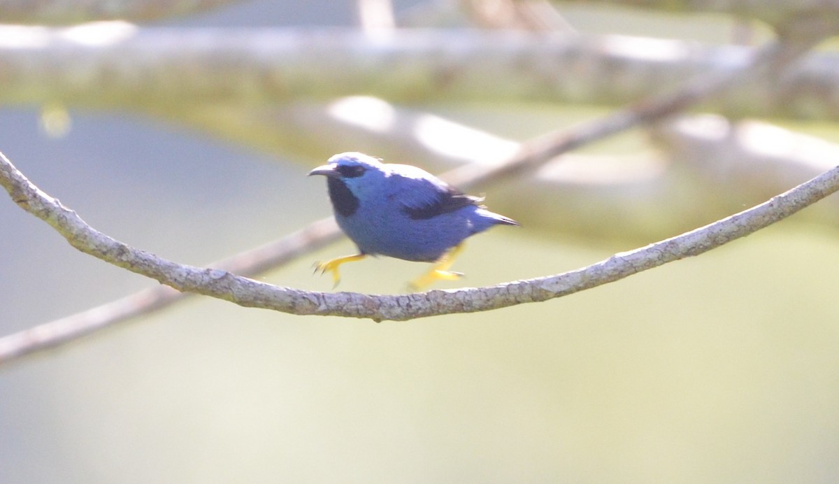 Shining Honeycreeper - ML646937379