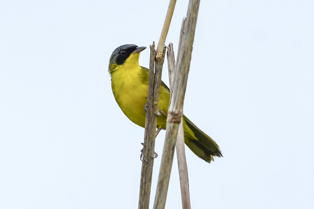 Paruline voilée - ML646937381